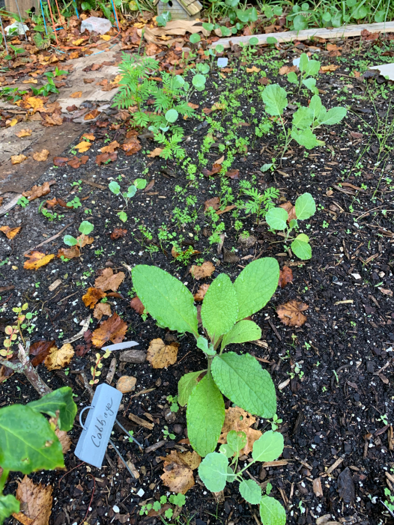 Broccoli and cabbage patch with borage, carrots and onions