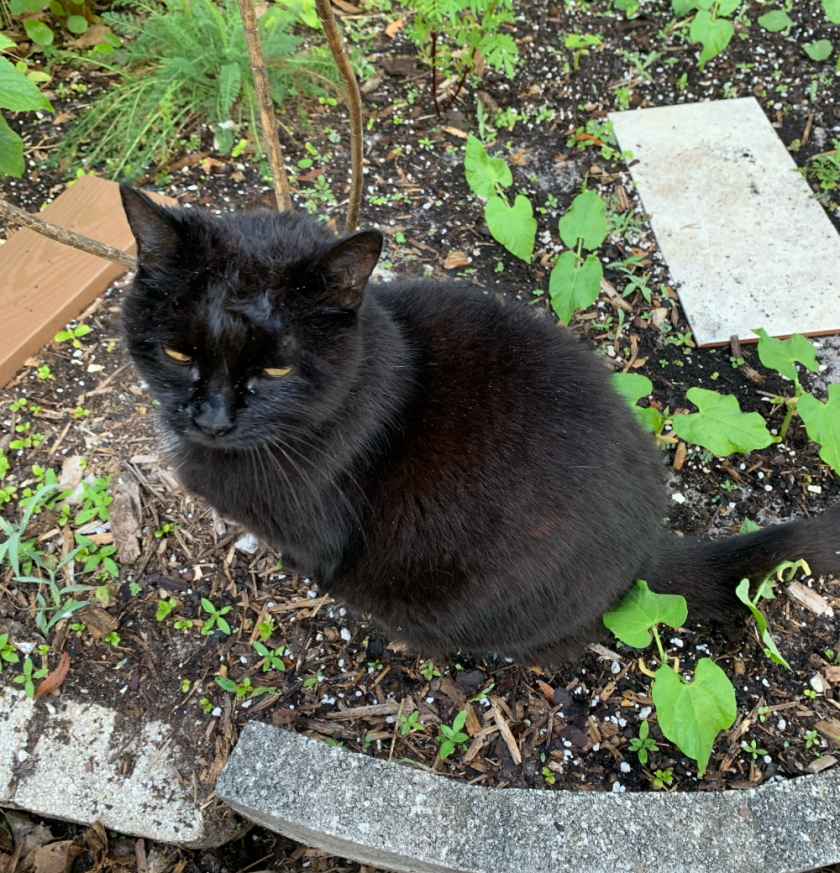 black cat sitting on bean plants in garden