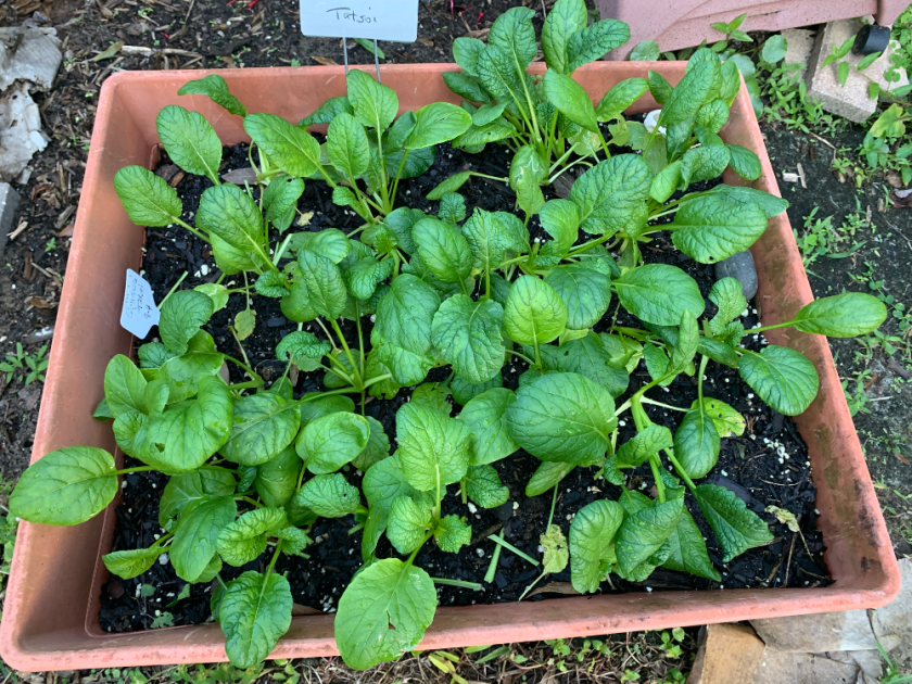 Chijimisai Tatsoi green leaves