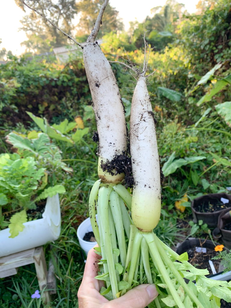Daikon radishes fresh pulled from the garden soil.