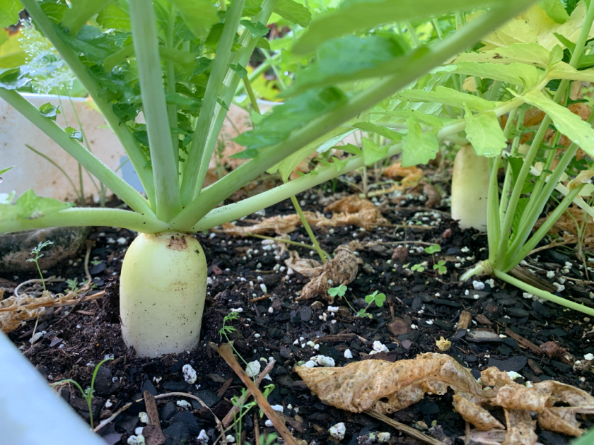 Daikon radish
