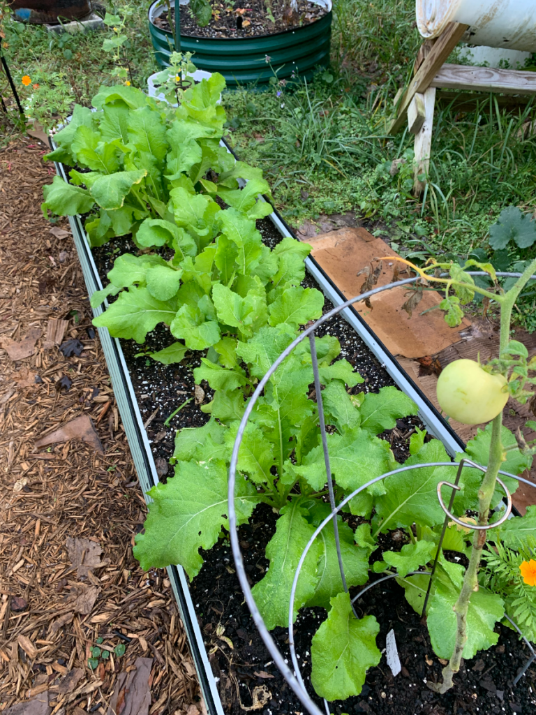 turnips grown in Vegega raised garden bed