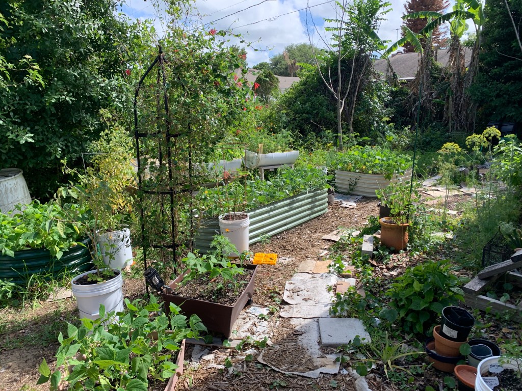 May garden photo with raised beds and vegetable plants