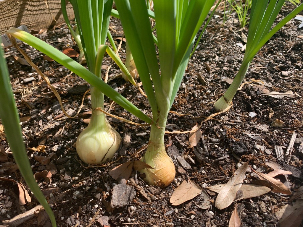 bulb onions growing