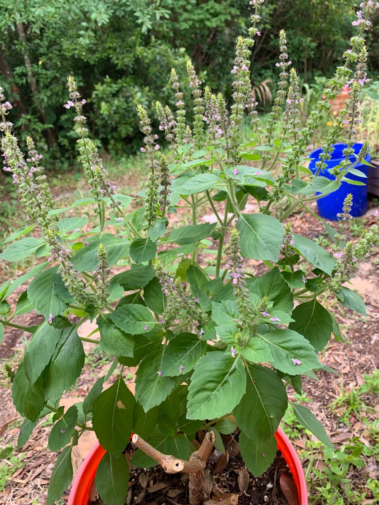 Holy basil plant growing in a bucket with tall flower stems