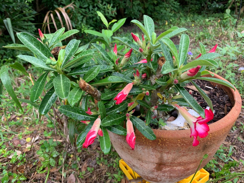 Desert Rose with lots of flower buds and green leaves.
