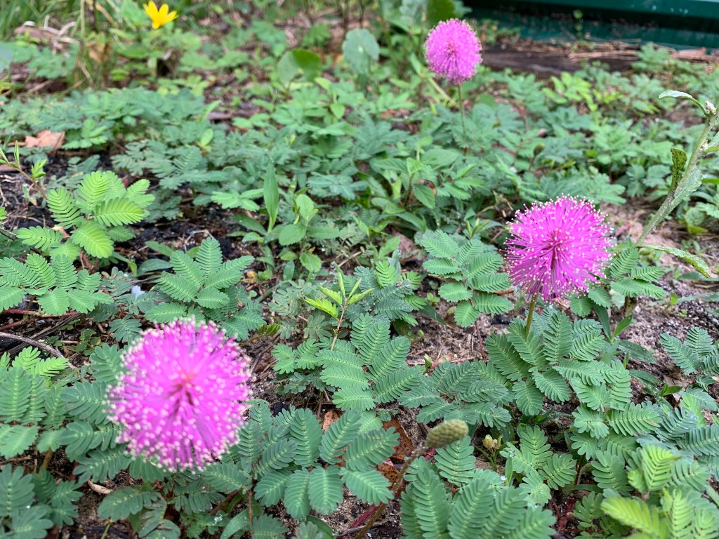 Sunshine Mimosa ground cover with pink flowers