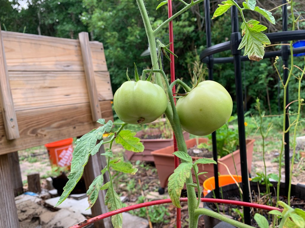 green tomatoes on the vine