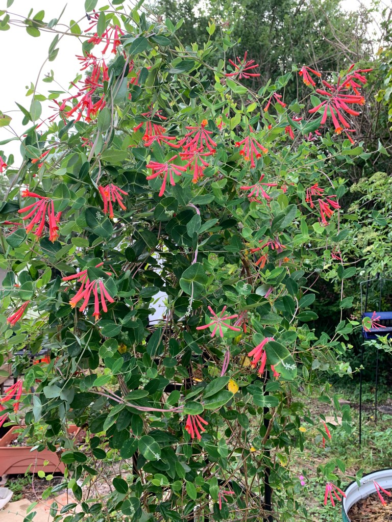 Coral Honeysuckle growing on a tall trellis with lots of flowers and vines.