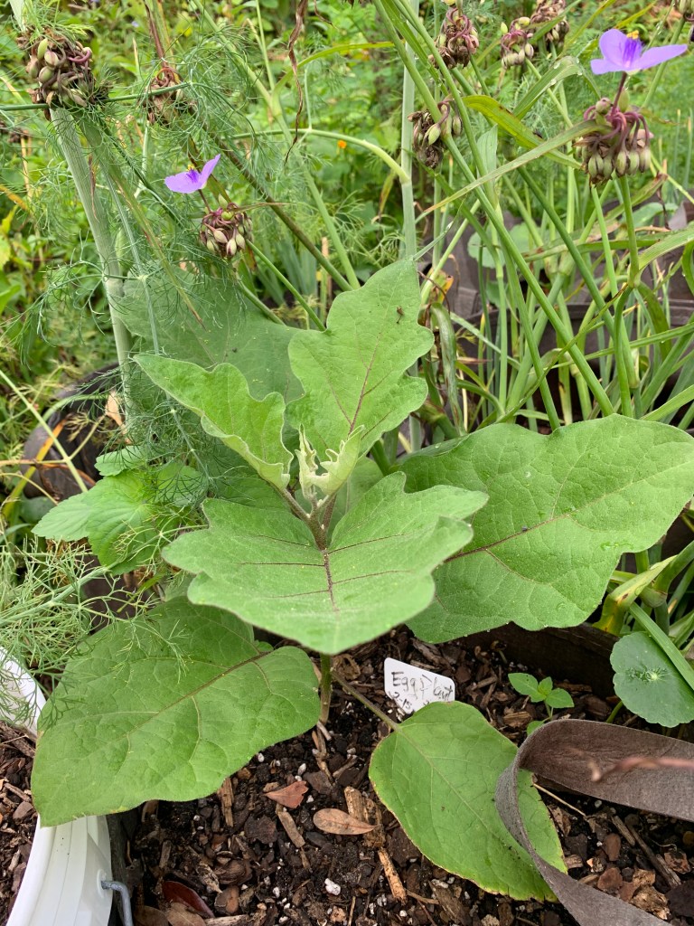Eggplant growing