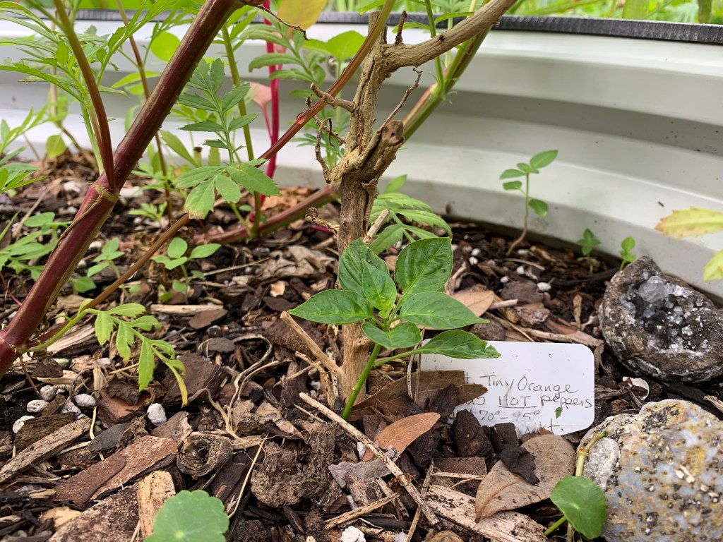 Aji Charapita pepper with new leaves at base