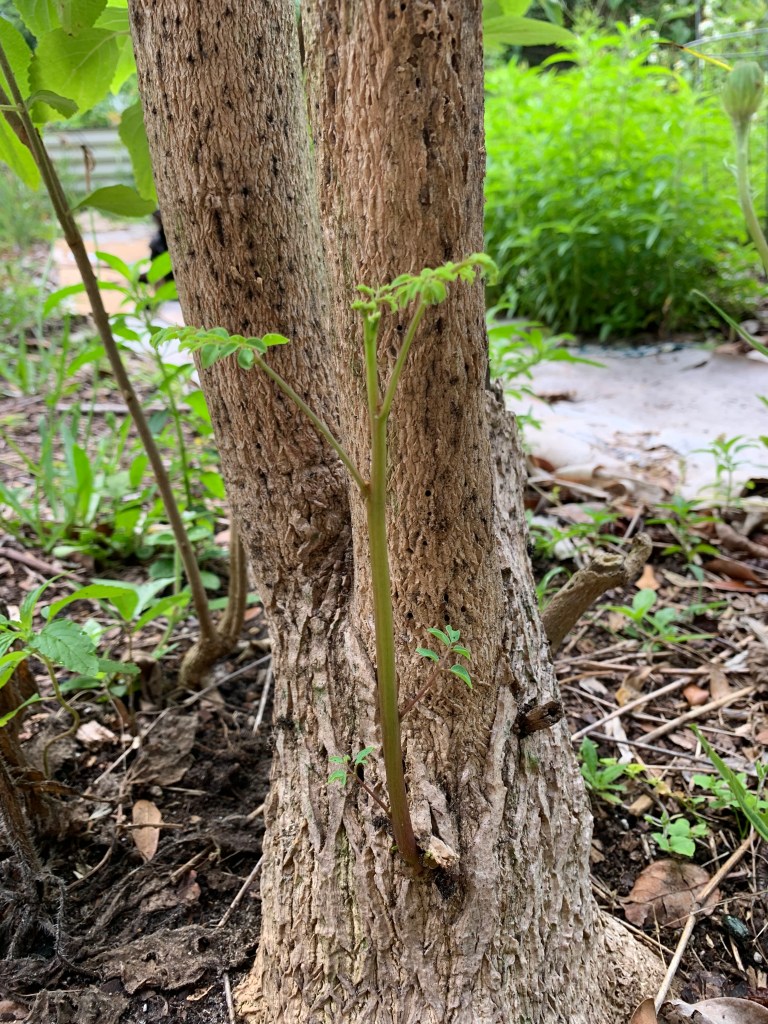 Moringa tree with new growth at the bottom of dead tree