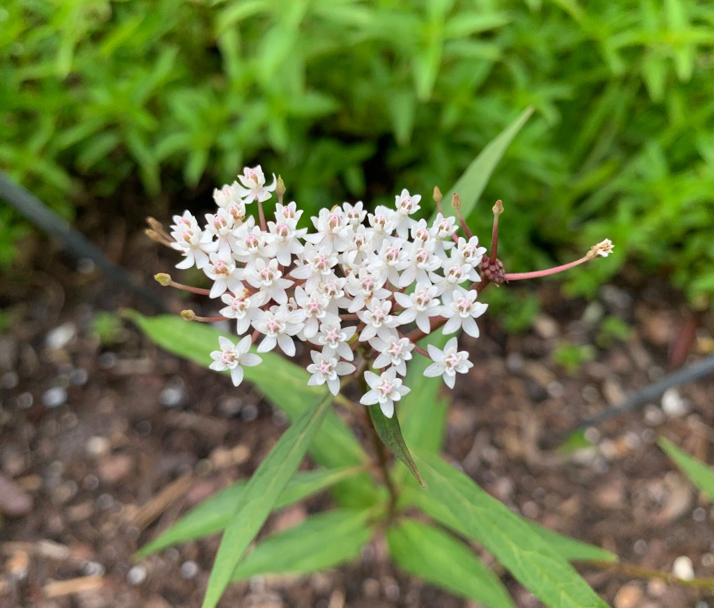 Swamp milkweed flowering in white