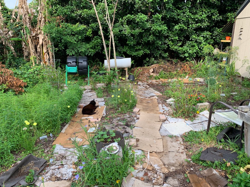 Backyard with cardboard paths and wild growth