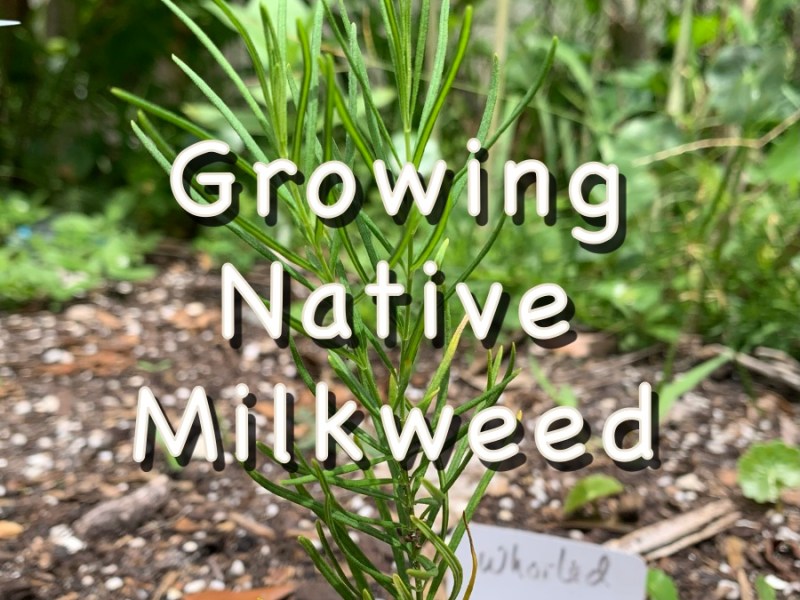 Native Milkweed That Survived the&nbsp;Freeze