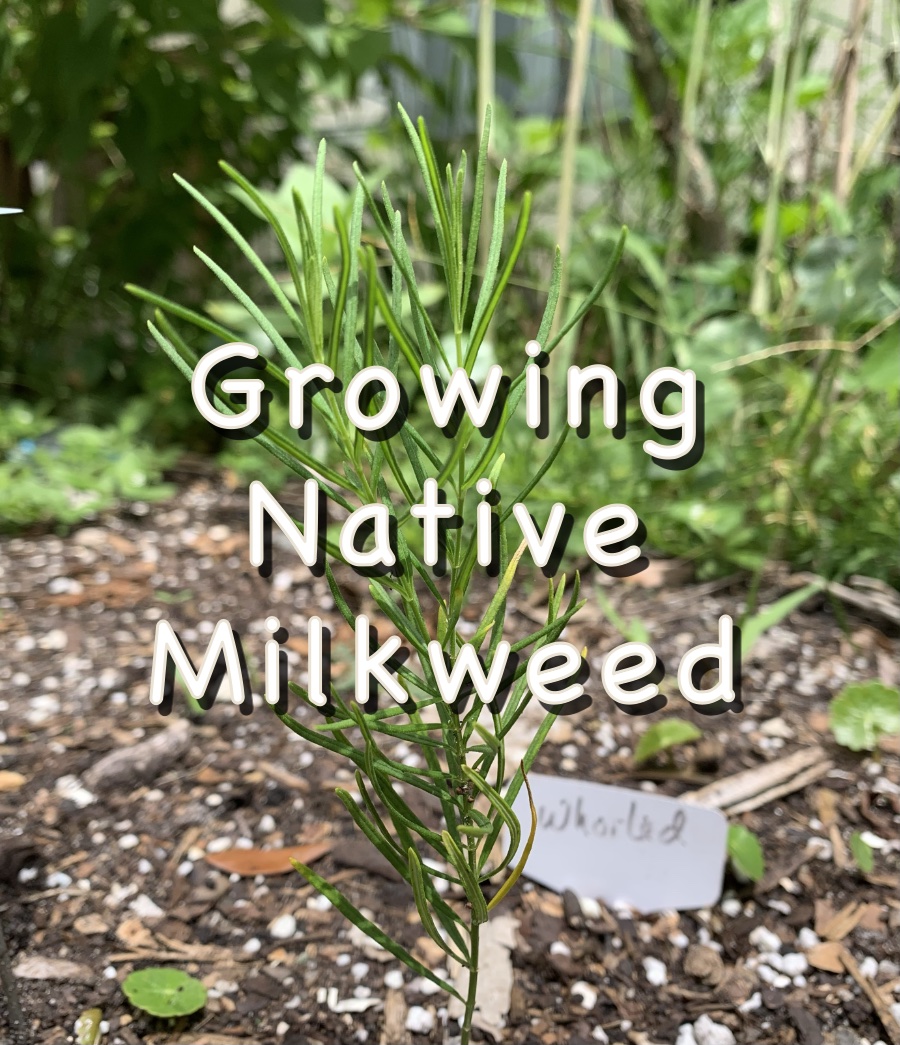 Growing native milkweed