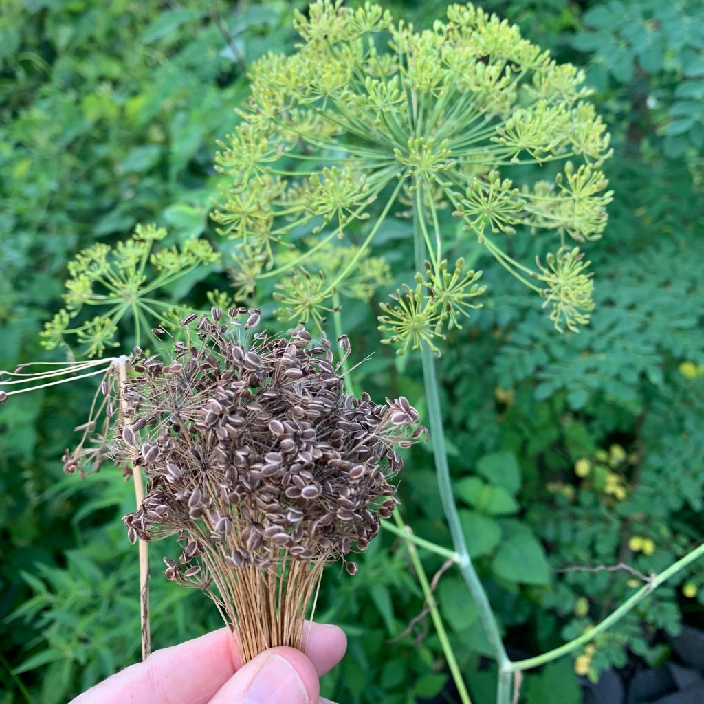 Dill flower and dried seeds