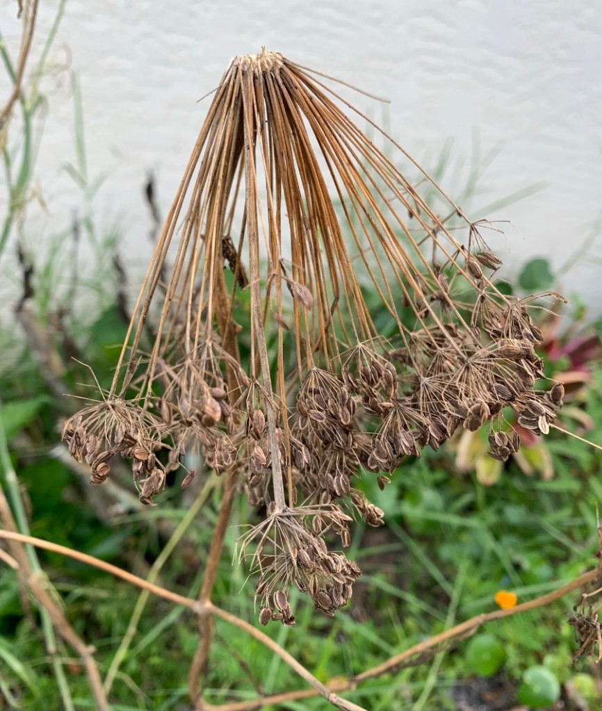 Dill seeds drying on the plant
