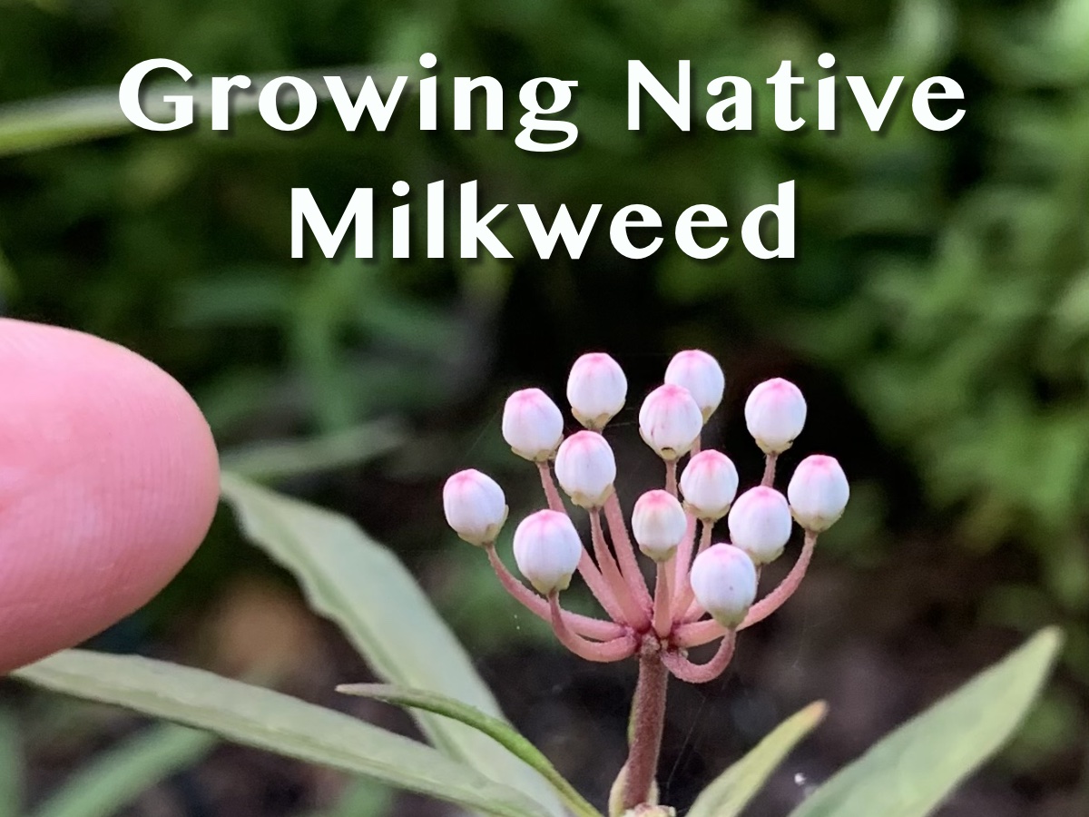 Growing native milkweed here in Florida