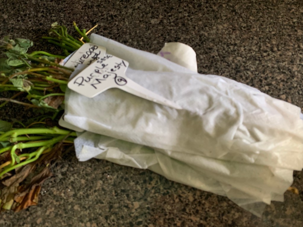wrapped the sweet potato slips in wet paper towels