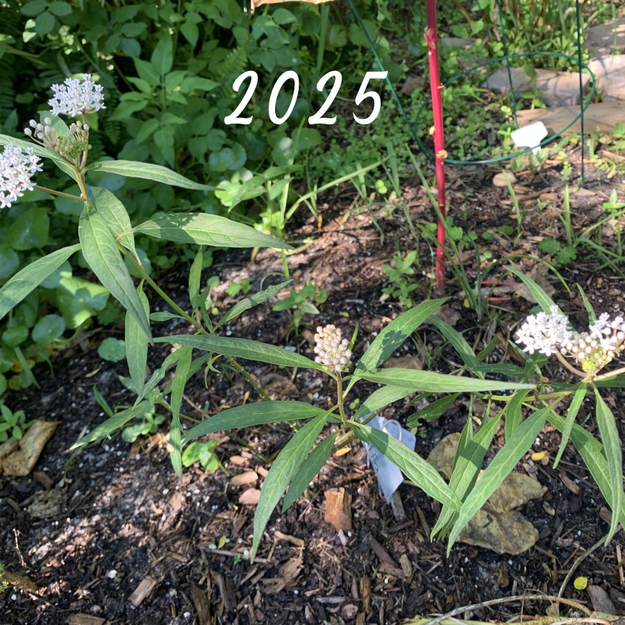 white flowering swamp milkweed in 2025
