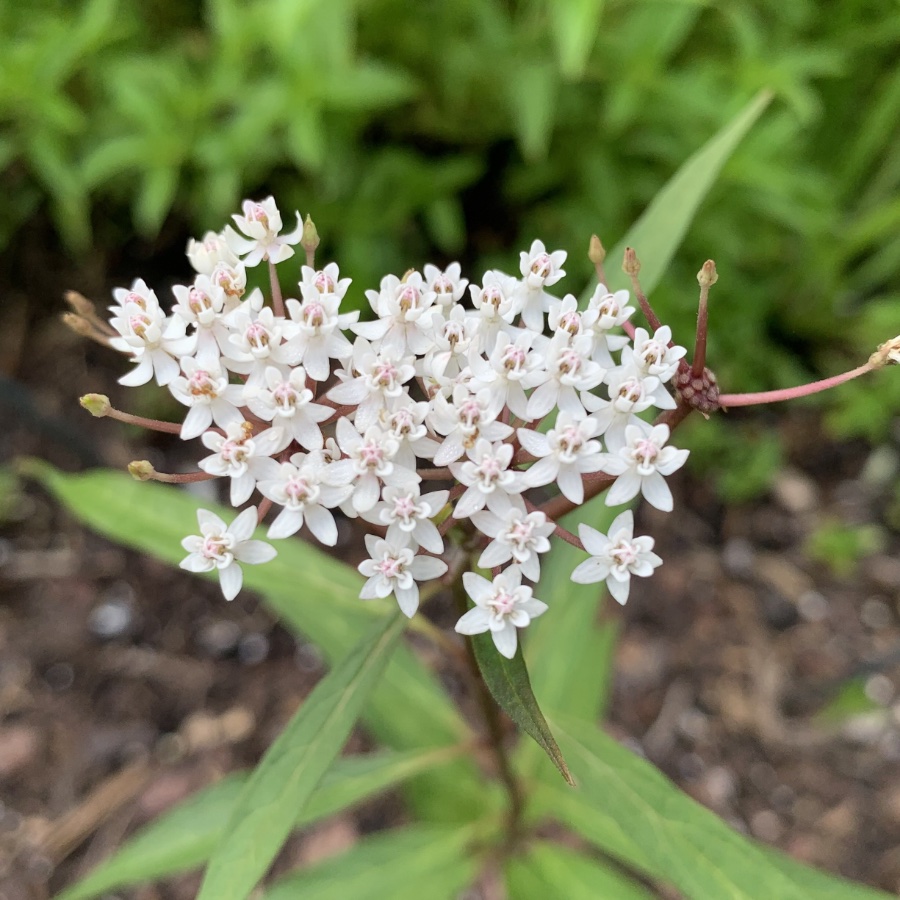 tiny white flowers on milkweed