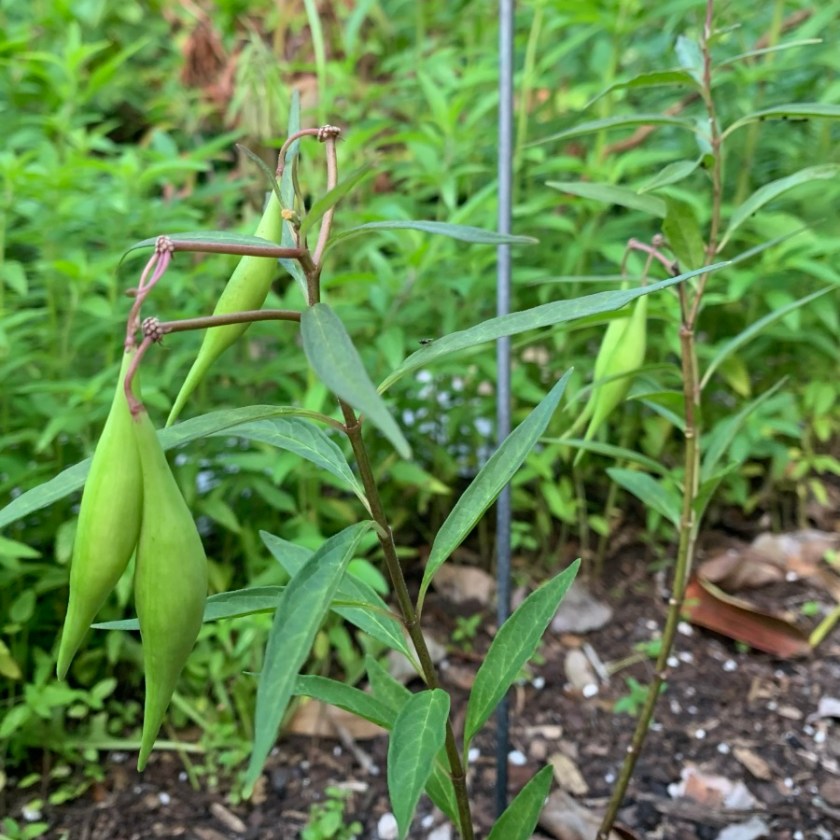 milkweed pods on the white swamp milkweed