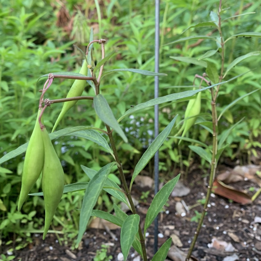 milkweed pods on the white swamp milkweed