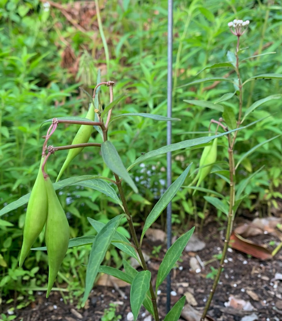 swamp milkweed pods