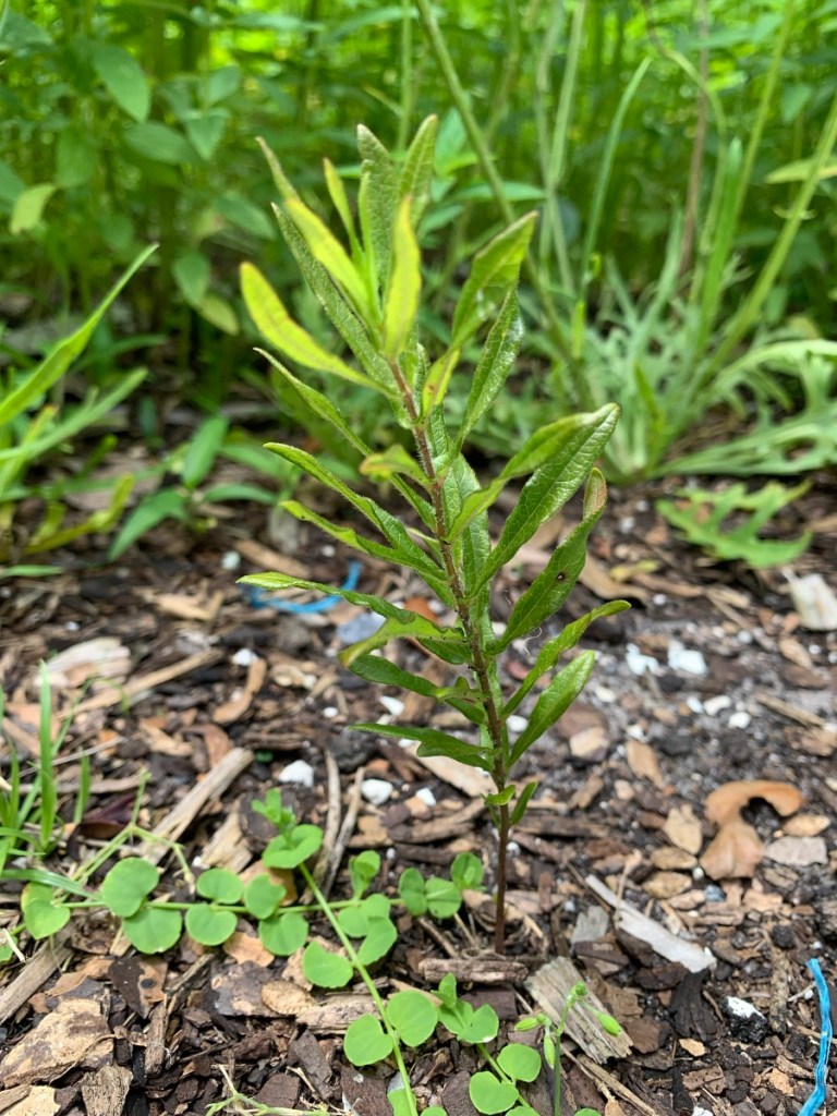 possible milkweed plant
