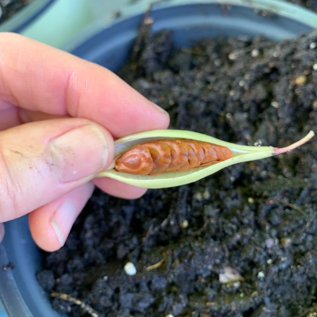 Seeds in a white swamp milkweed pod.