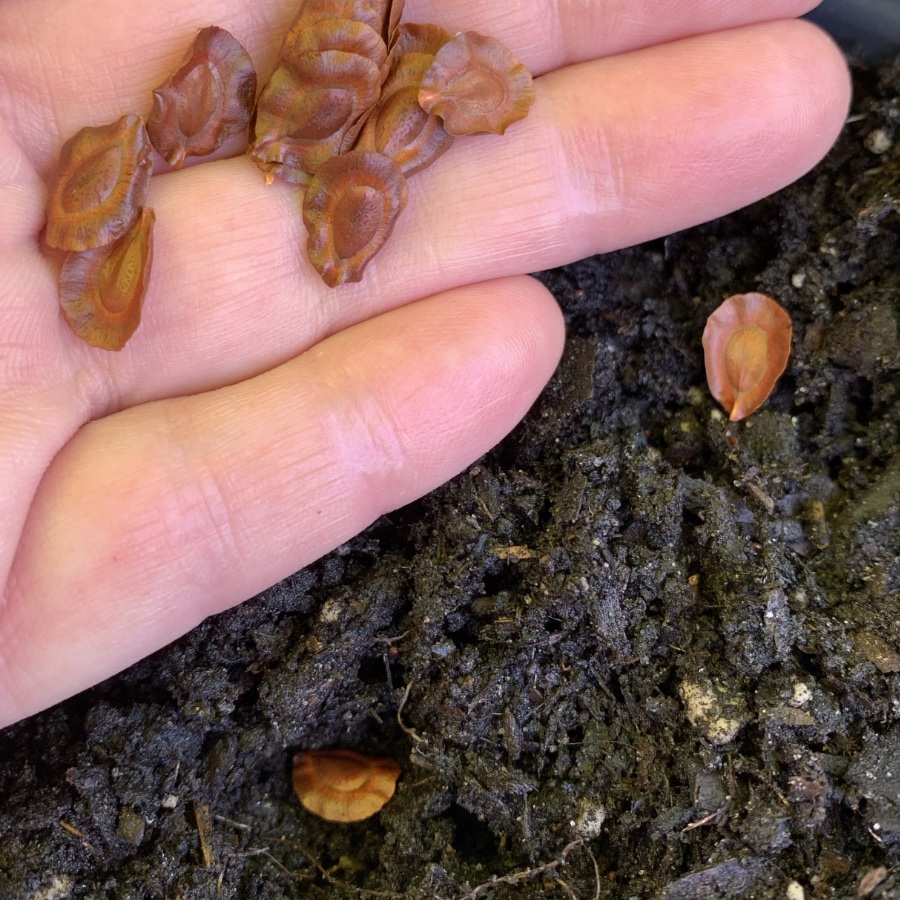 white swamp milkweed seeds