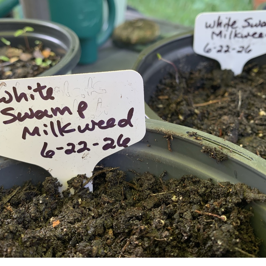 Planted swamp milkweed seeds in pots