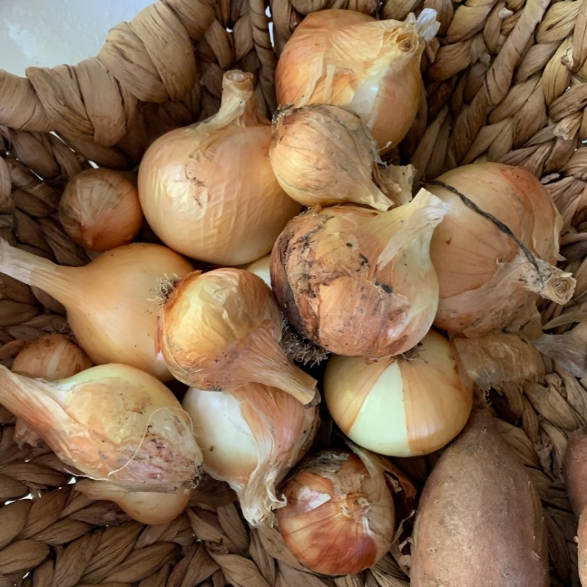 home grown bulb onions from my Florida backyard