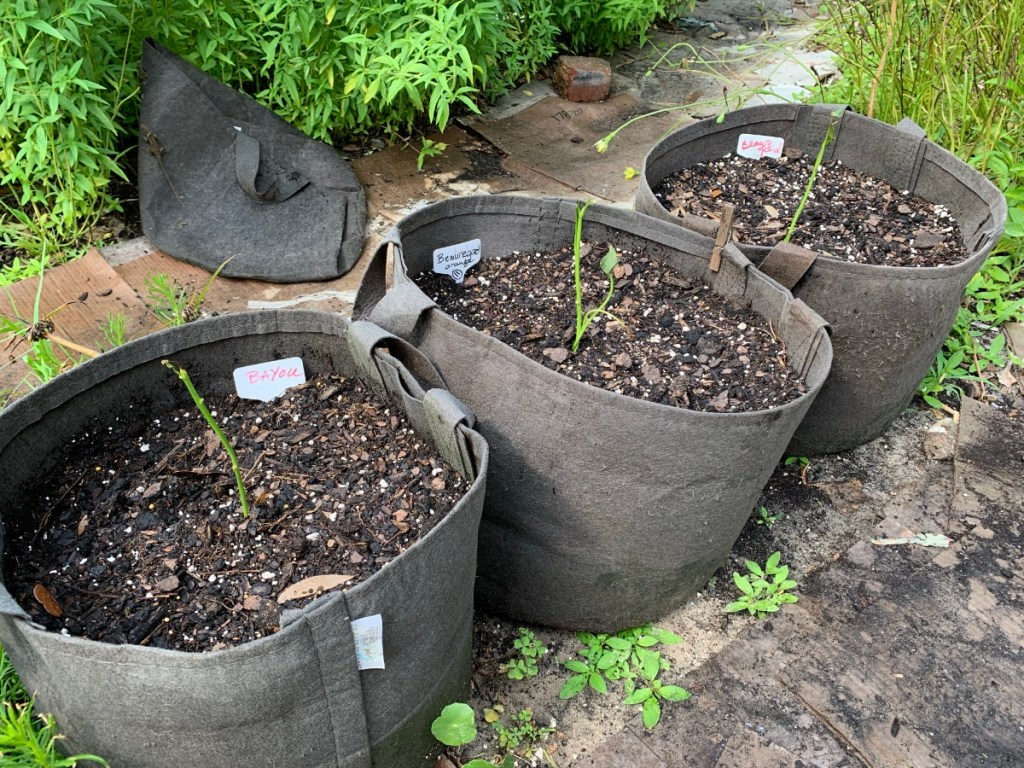 three fabric pots with sweet potato slips planted