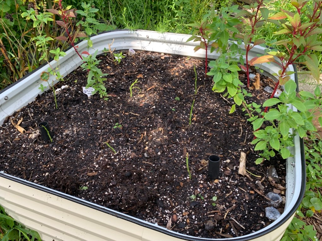 Square Vegega bed with sweet potato slips