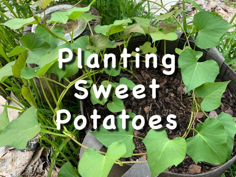 Finally, My Sweet Potato Slips Are&nbsp;Here!