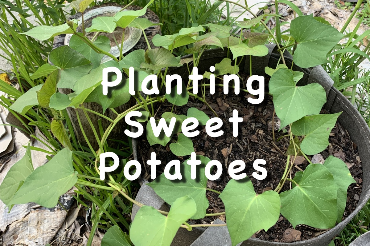 planting sweet potato slips