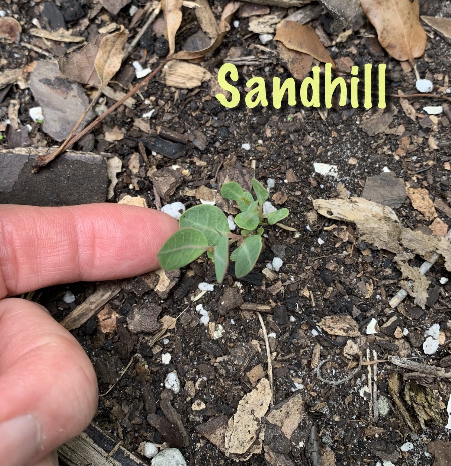 Sandhill milkweed, tiny plant in the ground