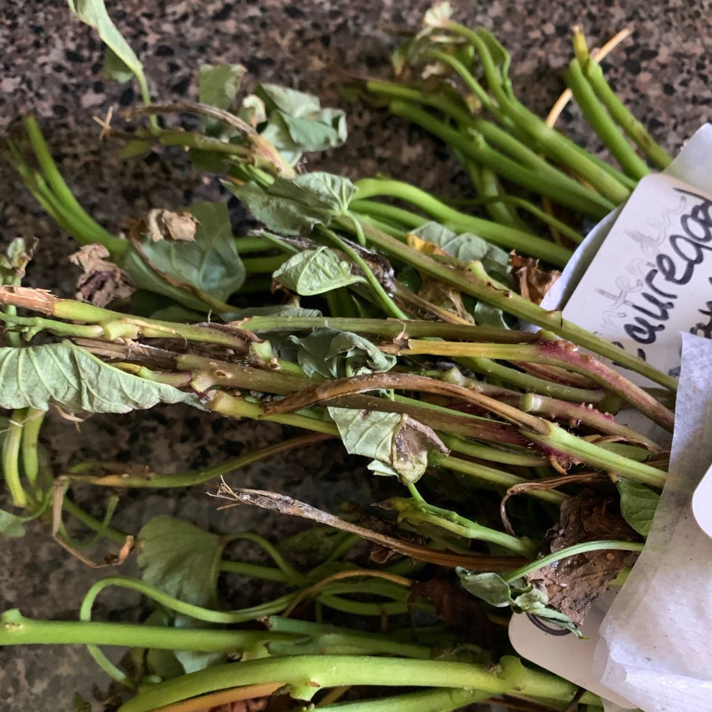 sweet potato slips