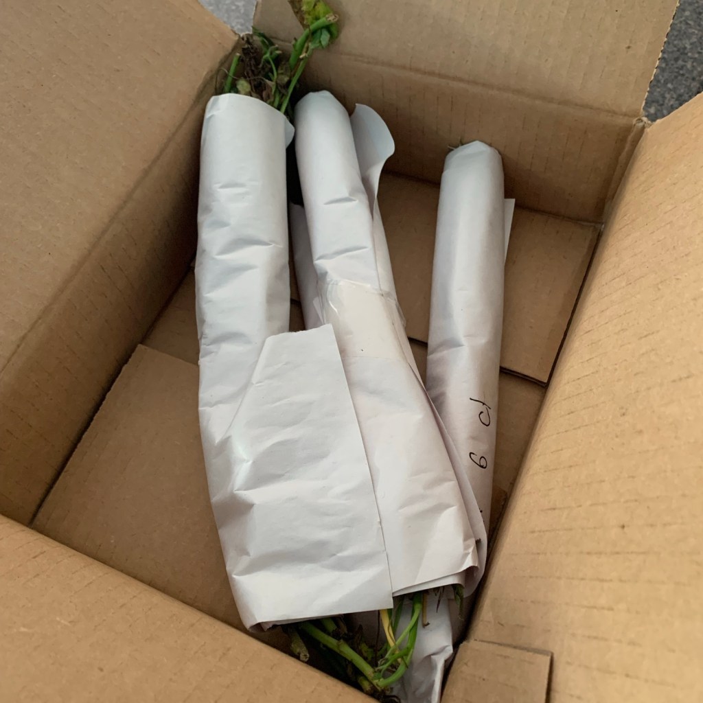 Sweet potato slips wrapped in a box