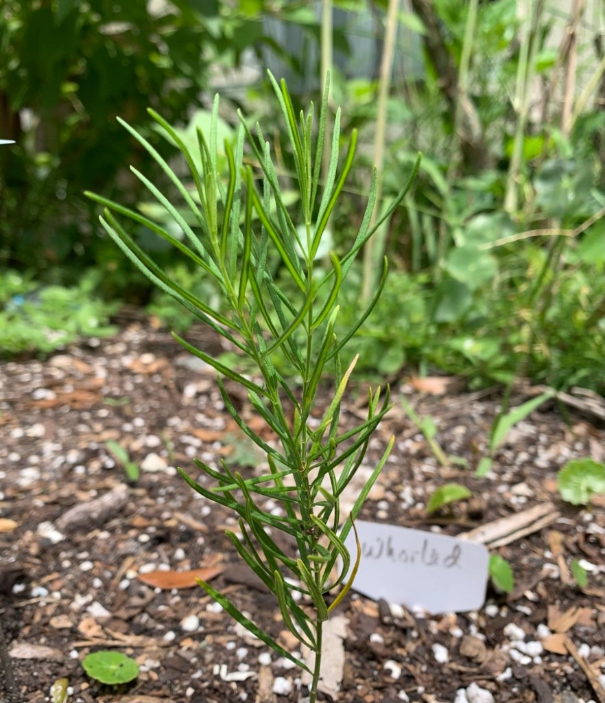 Whorled milkweed