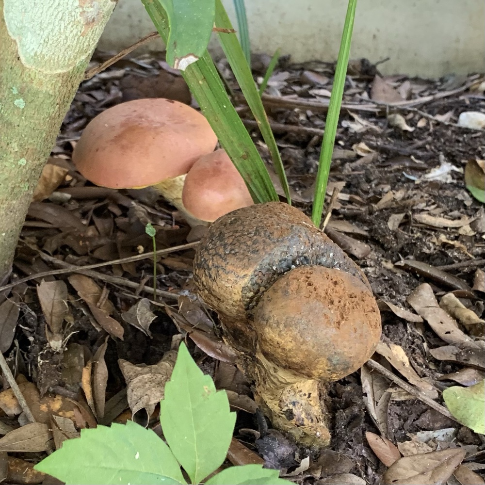 Smooth top rust color mushrooms