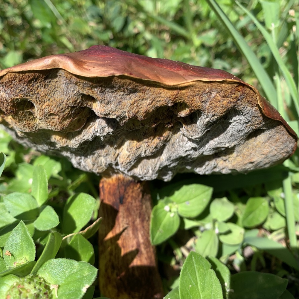 underside of the reddish orange mushroom