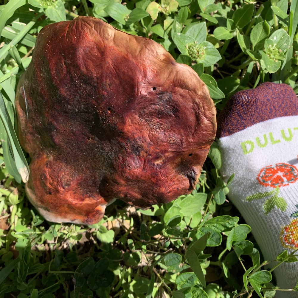 large, red-orange mushroom in the grass
