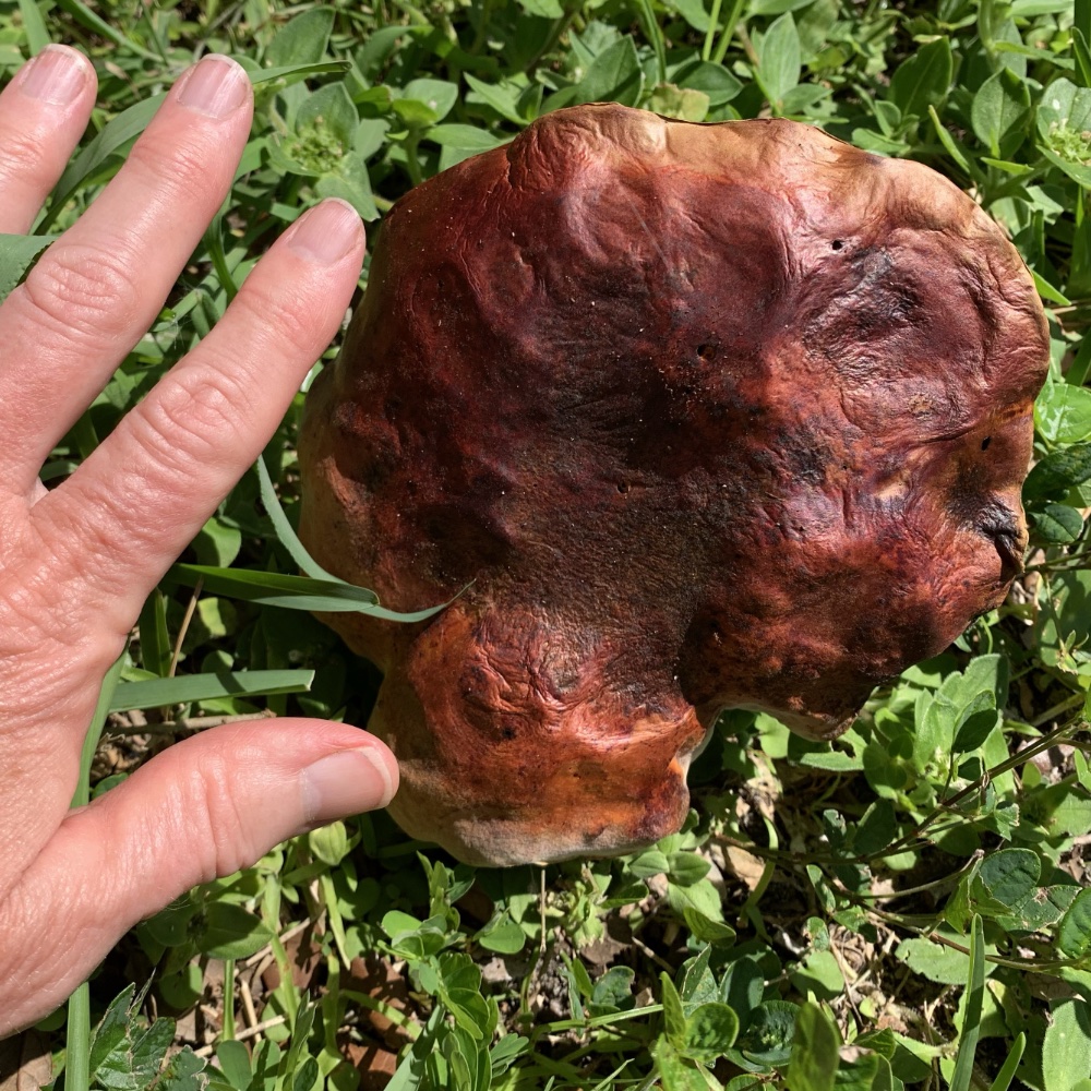 Dark orange with red mushroom top