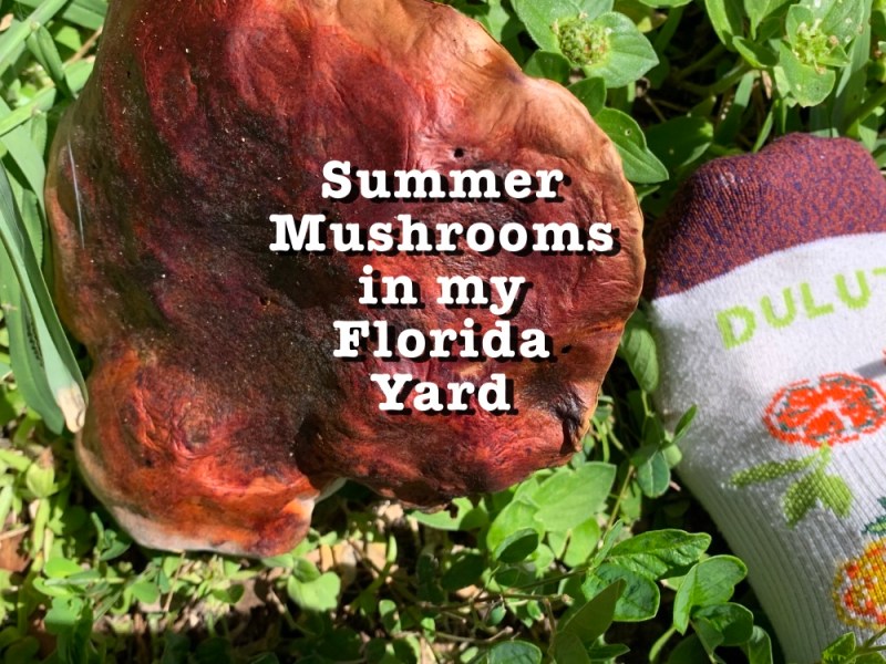Mid-Summer and We Have&nbsp;Mushrooms