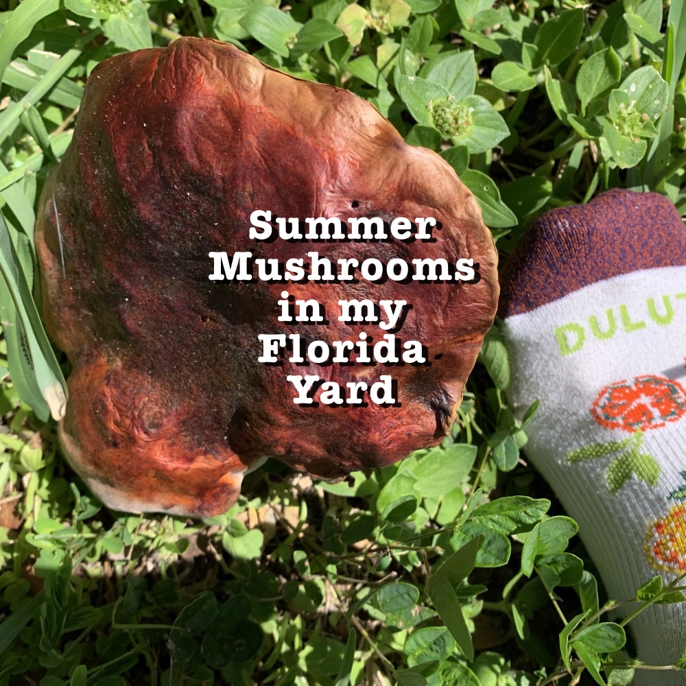 Mid-Summer and We Have&nbsp;Mushrooms