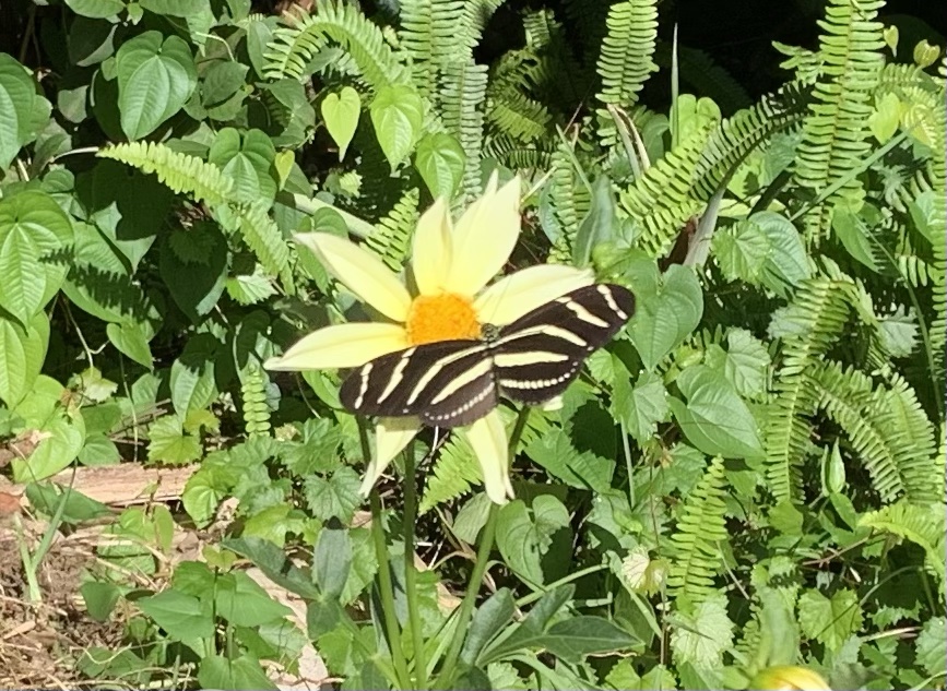 Zebra butterfly on yellow dahlia flower