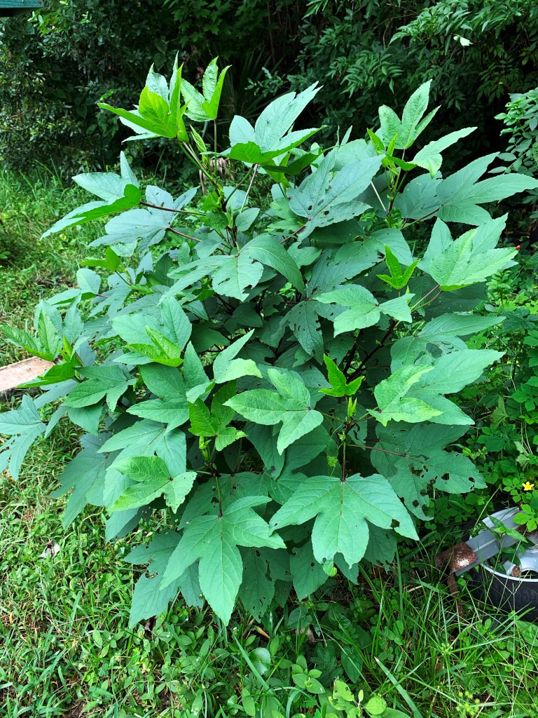 Roselle plant growing in the yard.